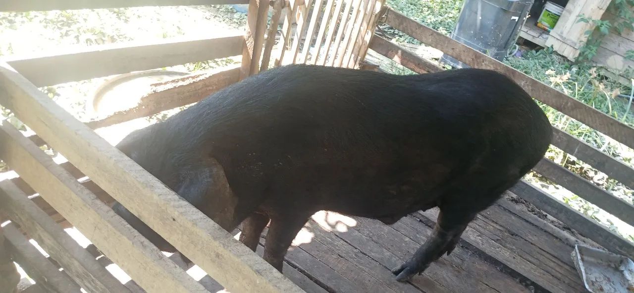 Vende-se um Porco - Foto 3