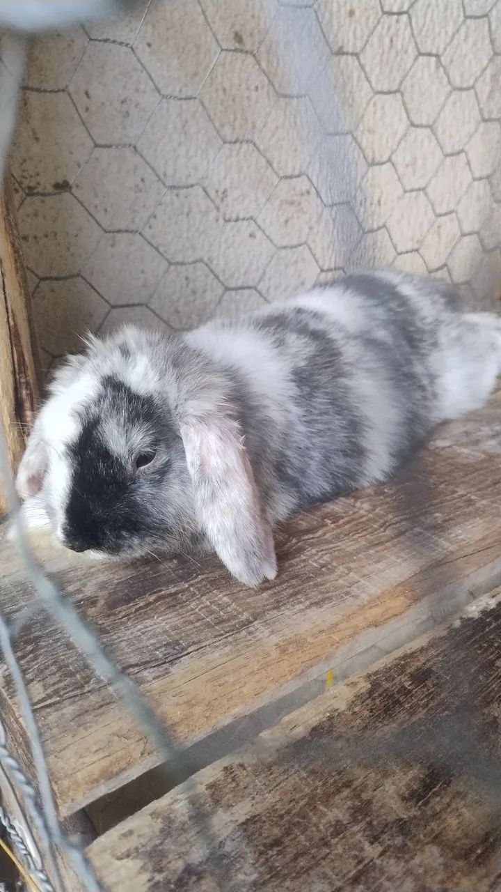 Mini lop - Foto 4
