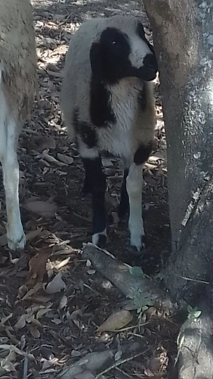 Carneiro - Foto 4