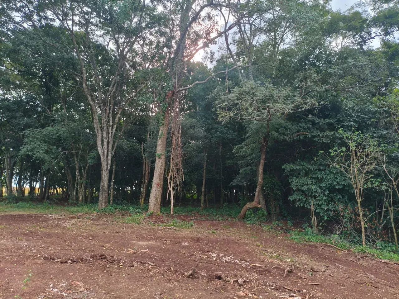 CÓD 593  Chácara à Venda | Sidrolândia /MS - Foto 5