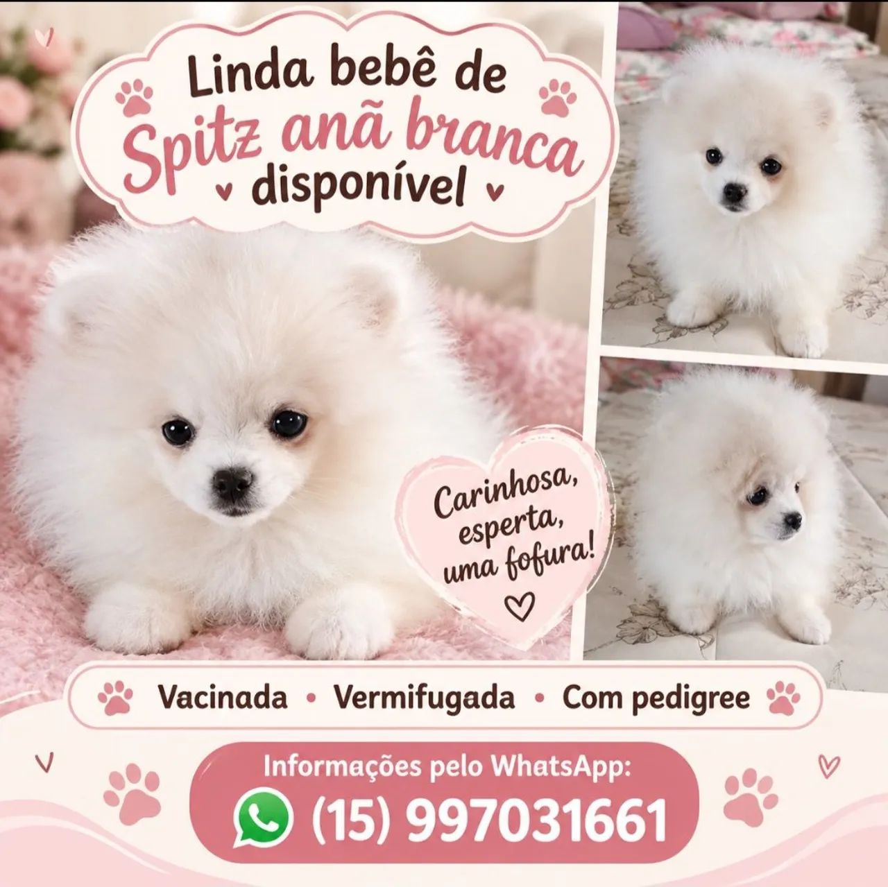 Última bebê de Spitz anã 