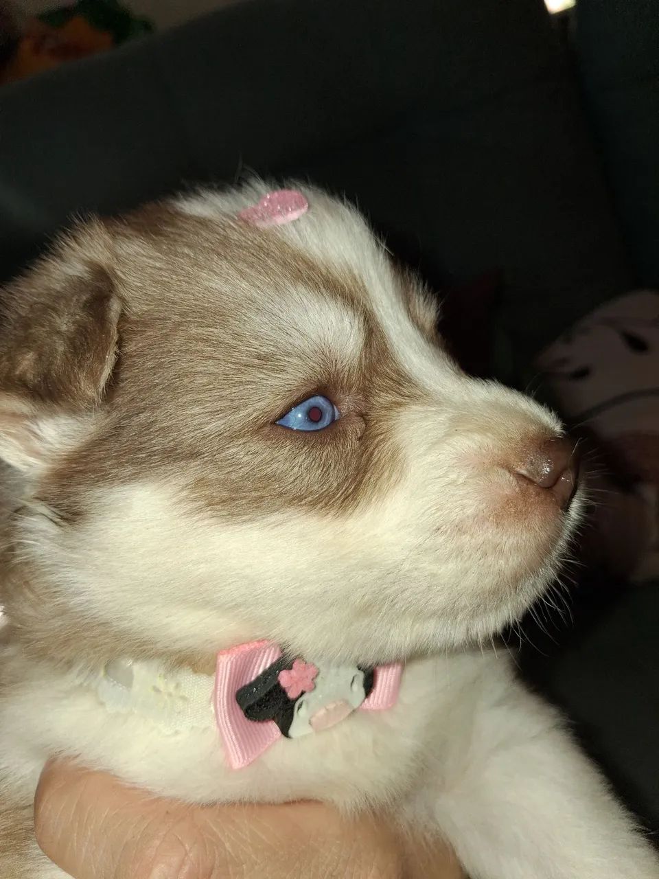 Husky Siberiano  - Foto 2