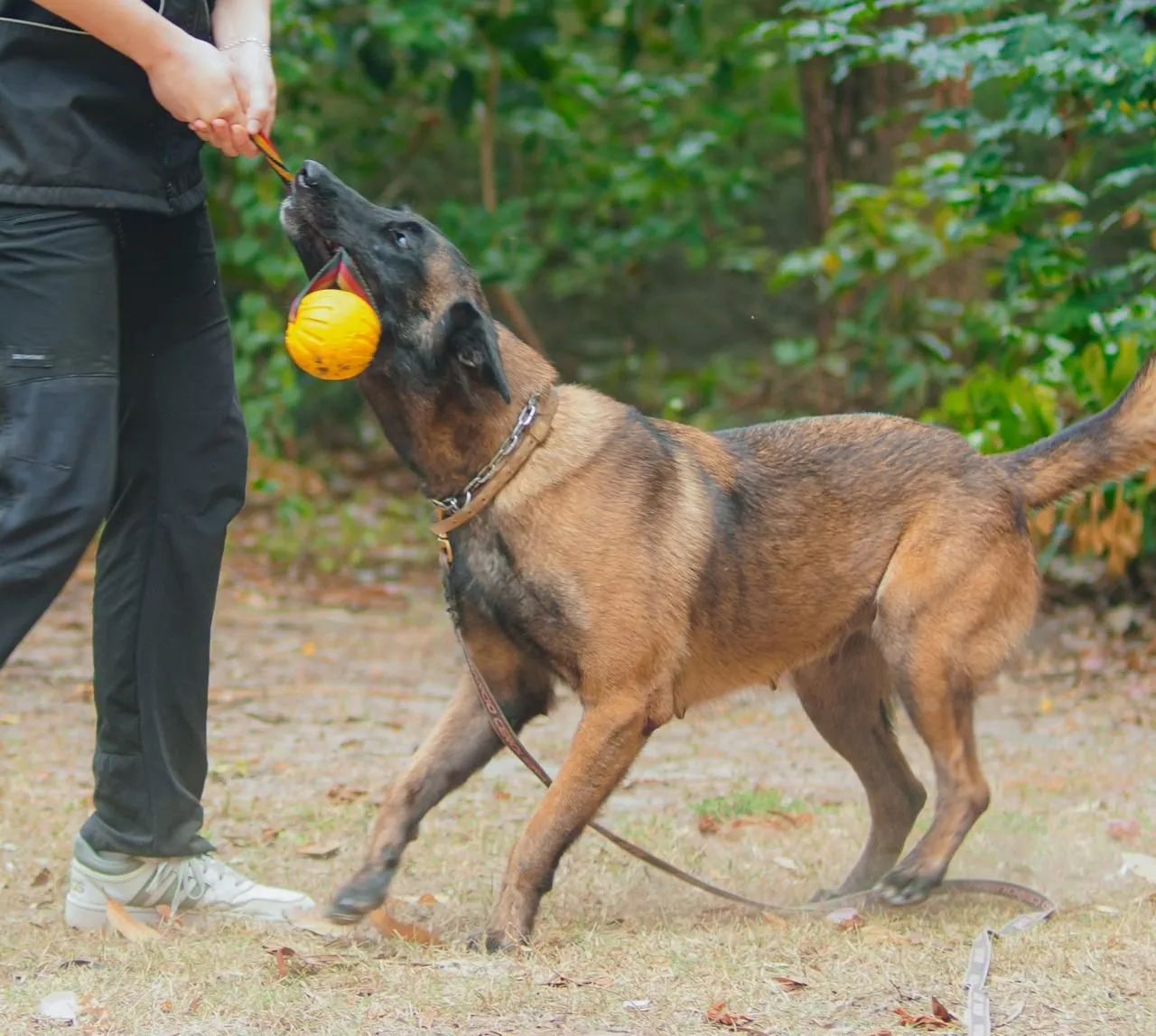 Filhotes de Pastor Belga Malinois à venda - Disponíveis para lares responsáveis - Foto 4