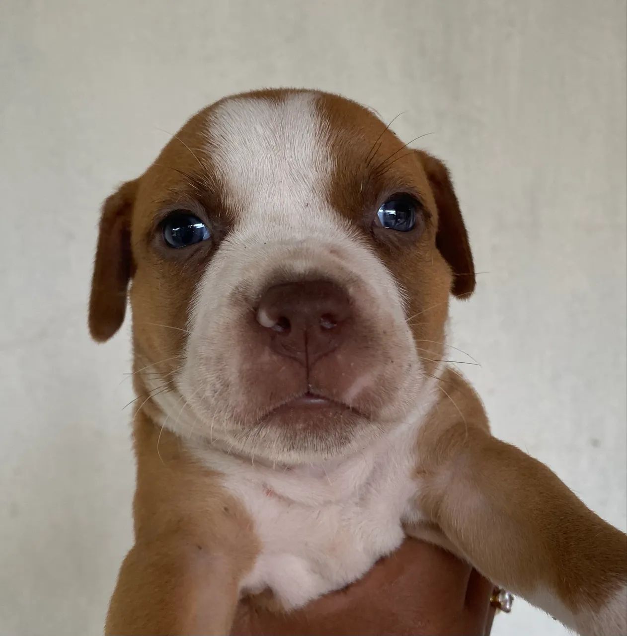 Filhotes De Pitbull 
