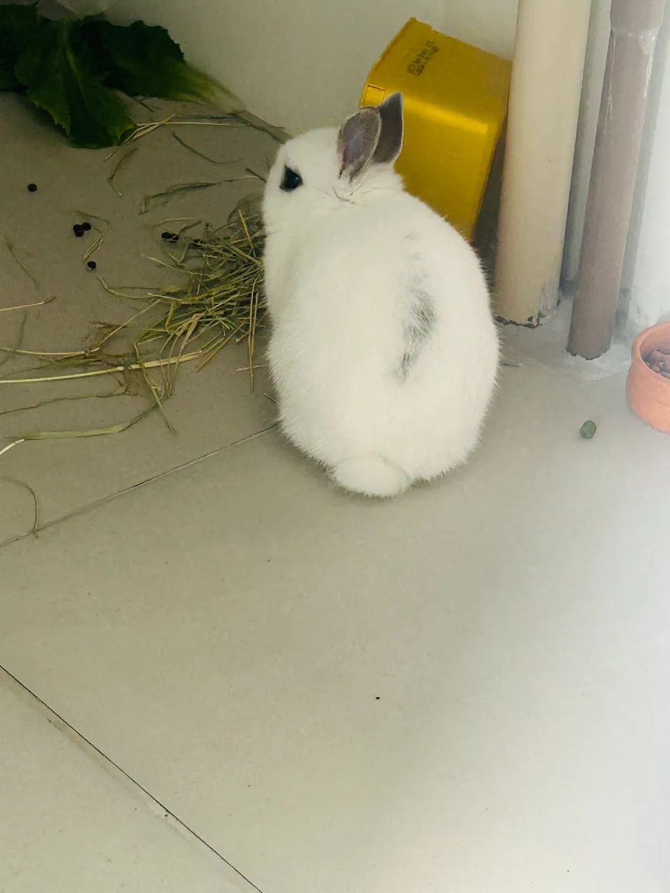 Vendo coelho anão netherland dwarf  - Foto 3