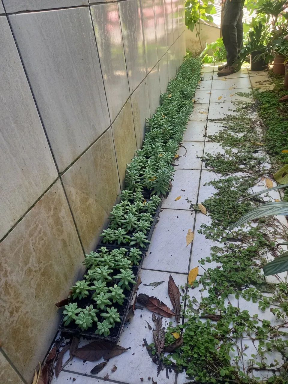Suculentas...  - Foto 2