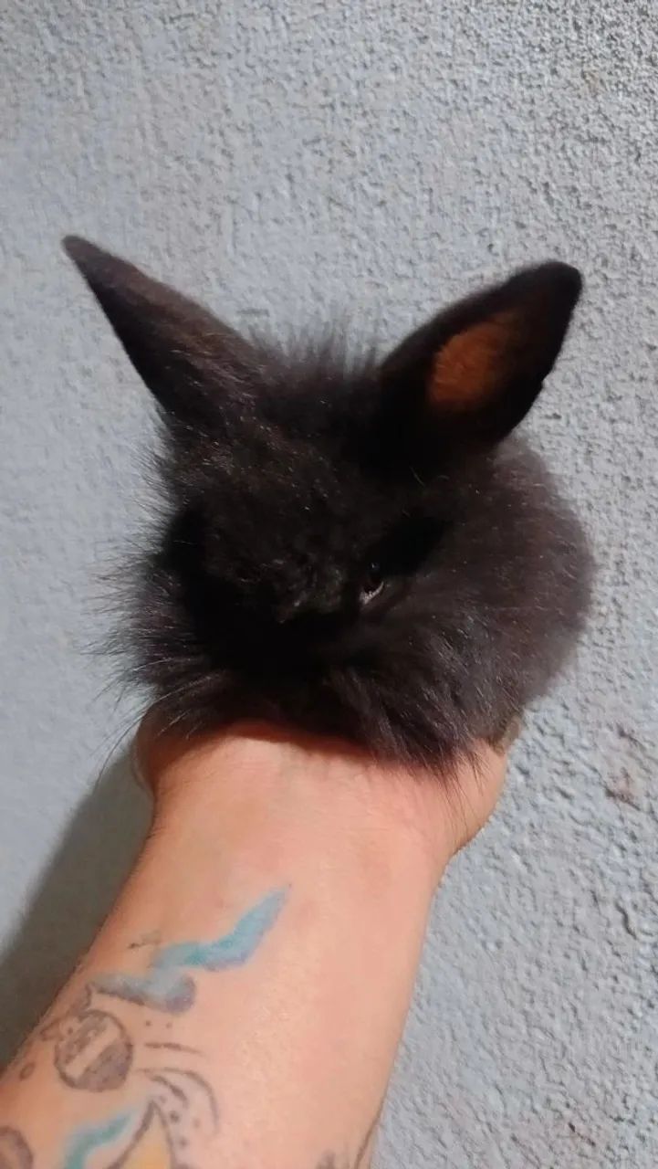 Mini lion com loop