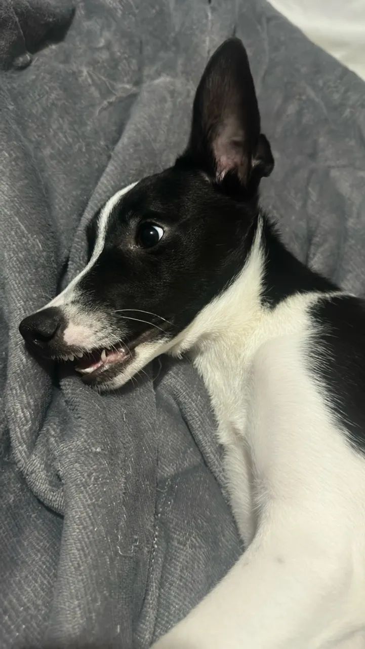 Adoção Max  - Foto 2