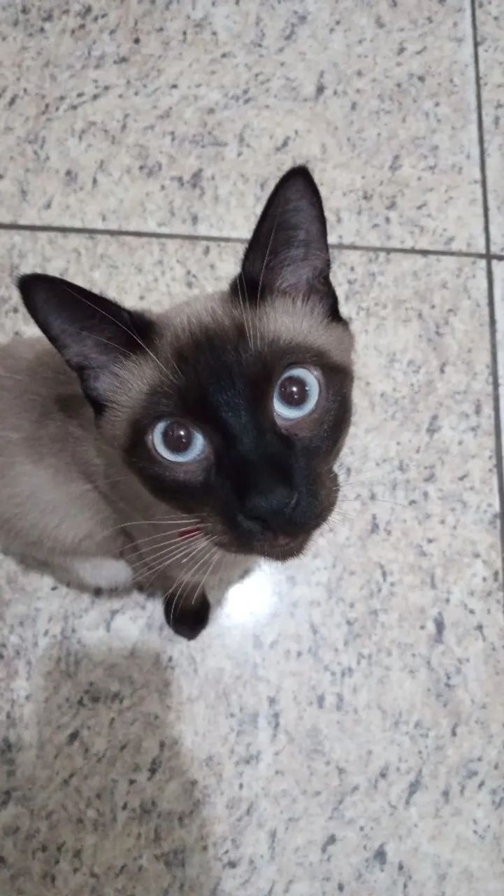 Gato siamês macho  - Foto 3