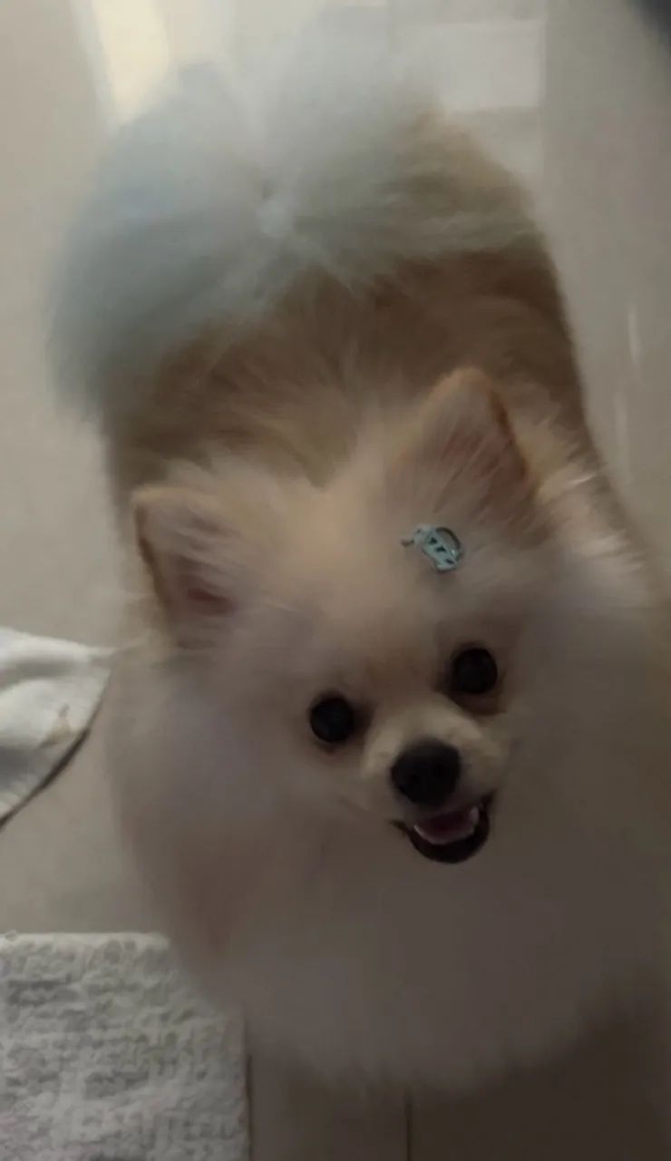 Cachorro - Foto 2