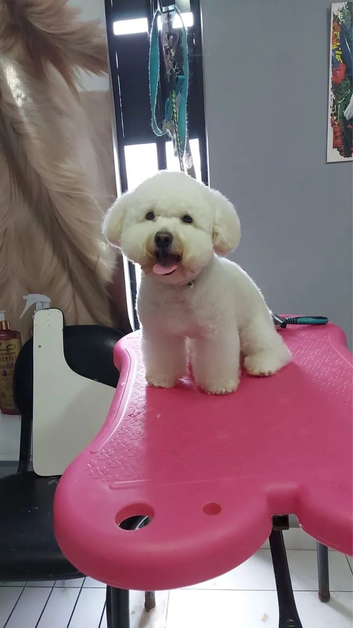 Vendo poodle inglês legítimo branco  - Foto 2