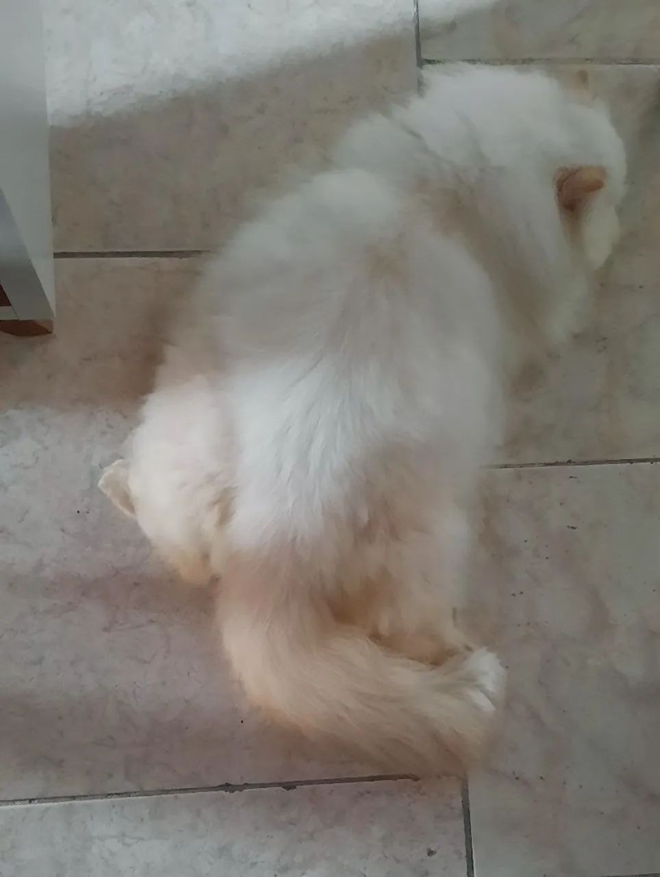 Persa. - Foto 4
