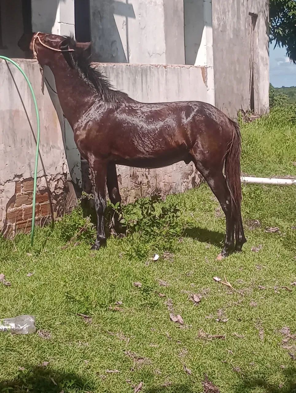 Potro  - Foto 2