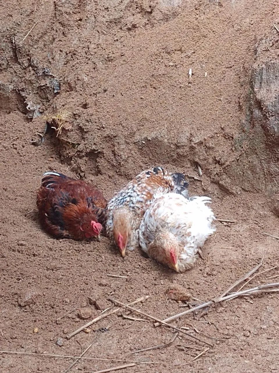 Frangos mestiços músicos e caipirao gigante 