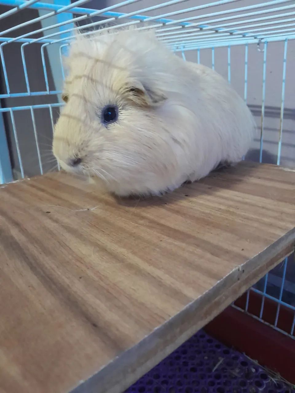 Porquinho da índia doando - Foto 2