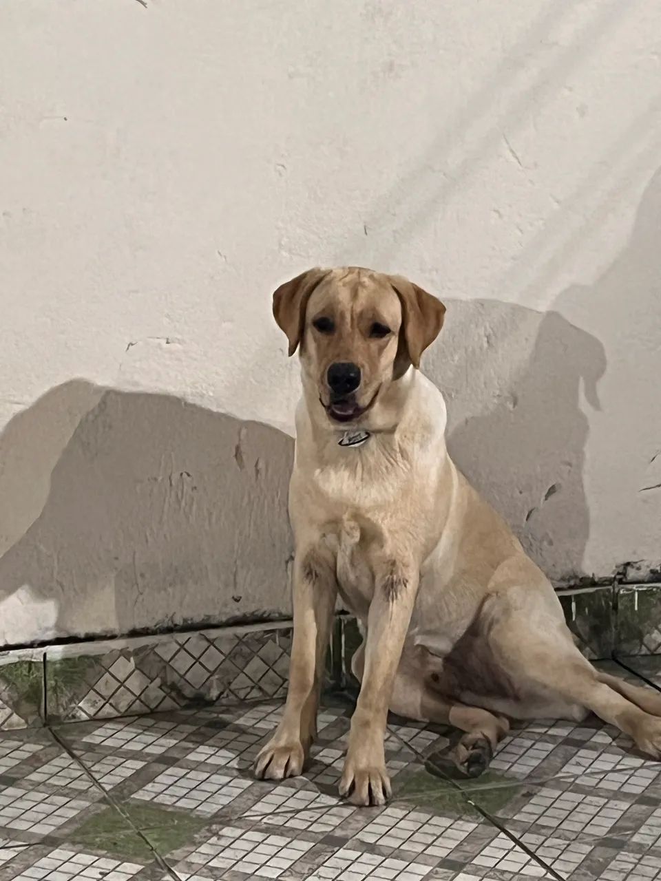 Labrador  - Foto 2