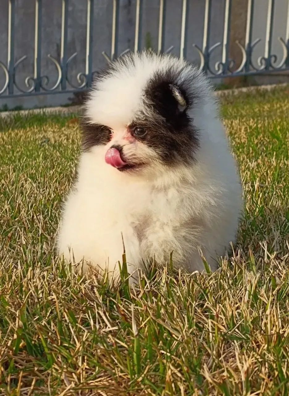 Lulu da Pomerânia - Um ursinho de pelúcia!