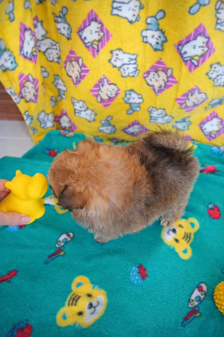 Filhotes de Lulu da Pomerânia - 60 dias, vacinados, criação familiar - Foto 6