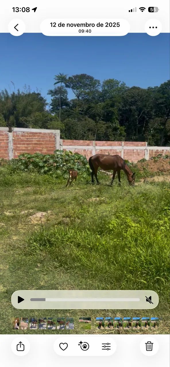 VENDO ÉGUA E 2 POTROS POR 3 MIL