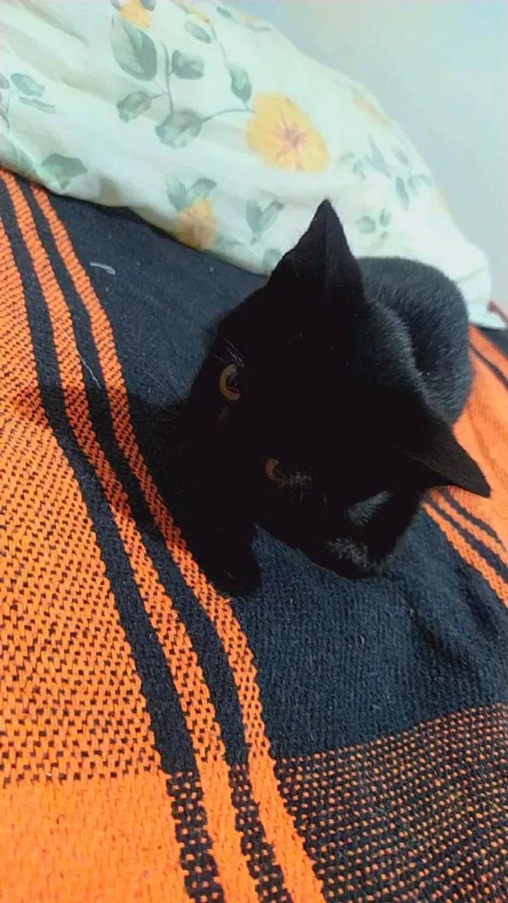 Doa-se gato macho