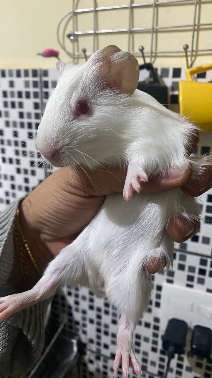 Porquinho da índia  - Foto 5