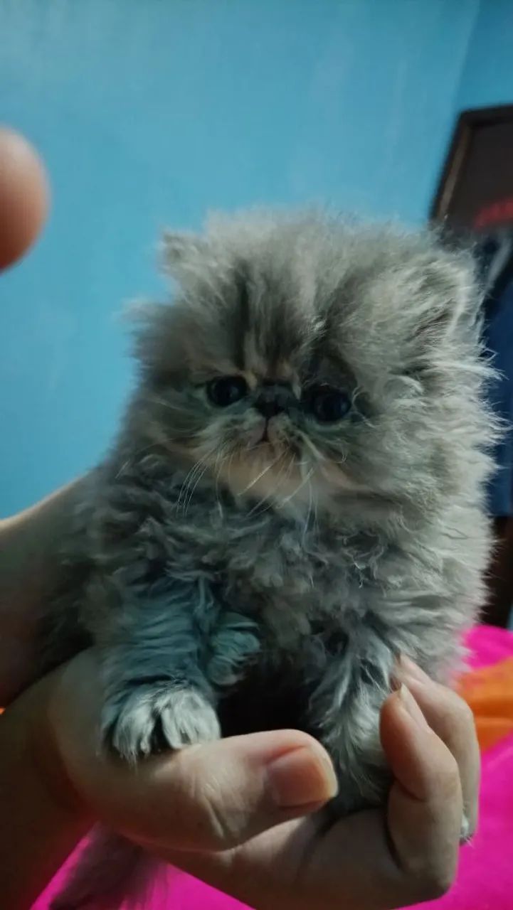Gato persa - Foto 4
