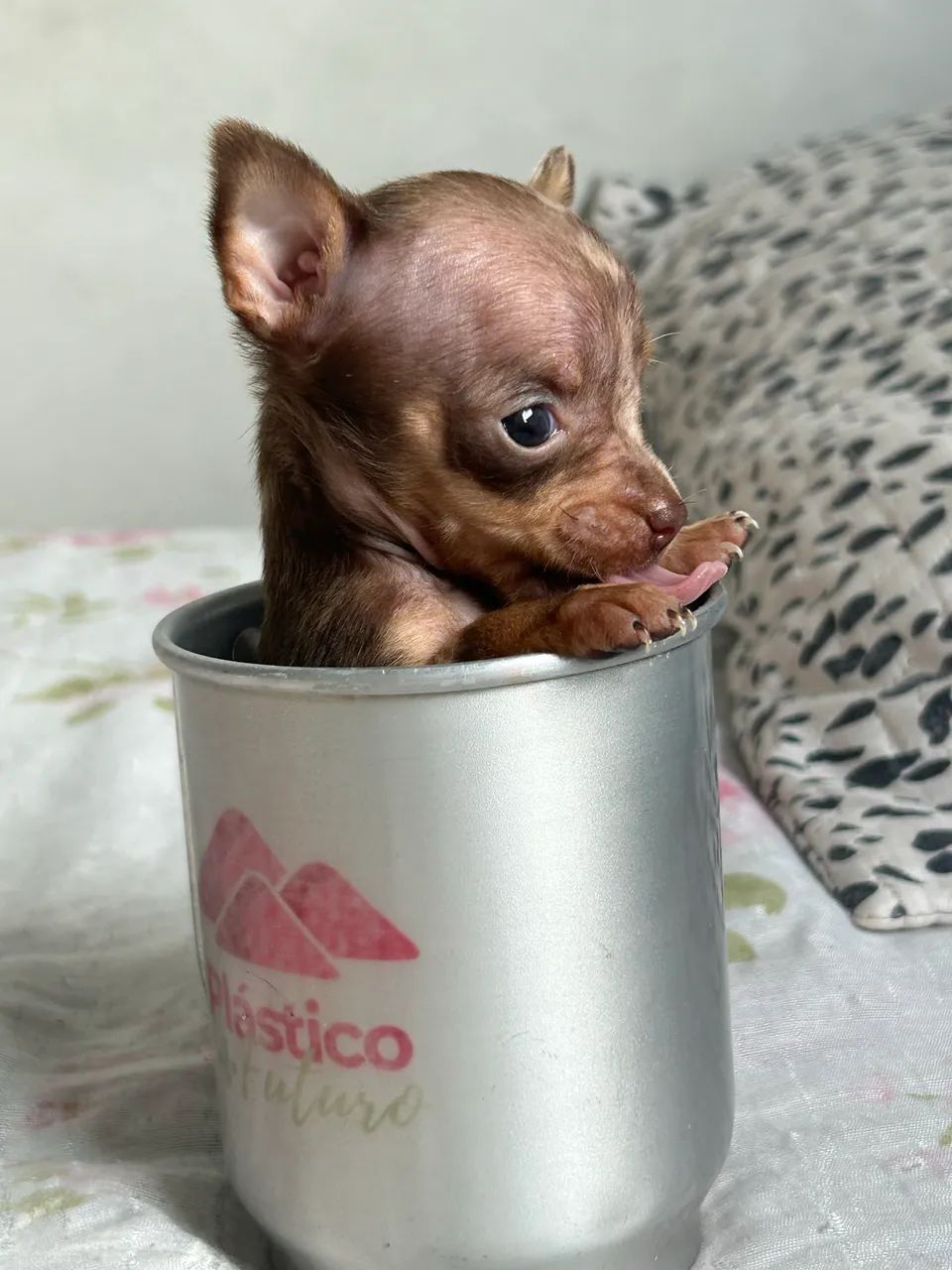 Pinscher zero  - Foto 2