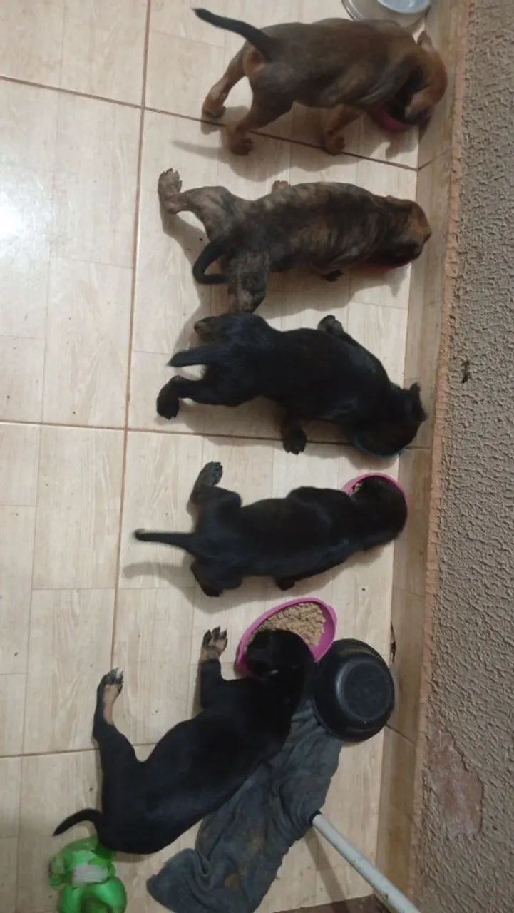 Adoção consciente quem goste dos bichinhos e queira cuidar dar carinho.
