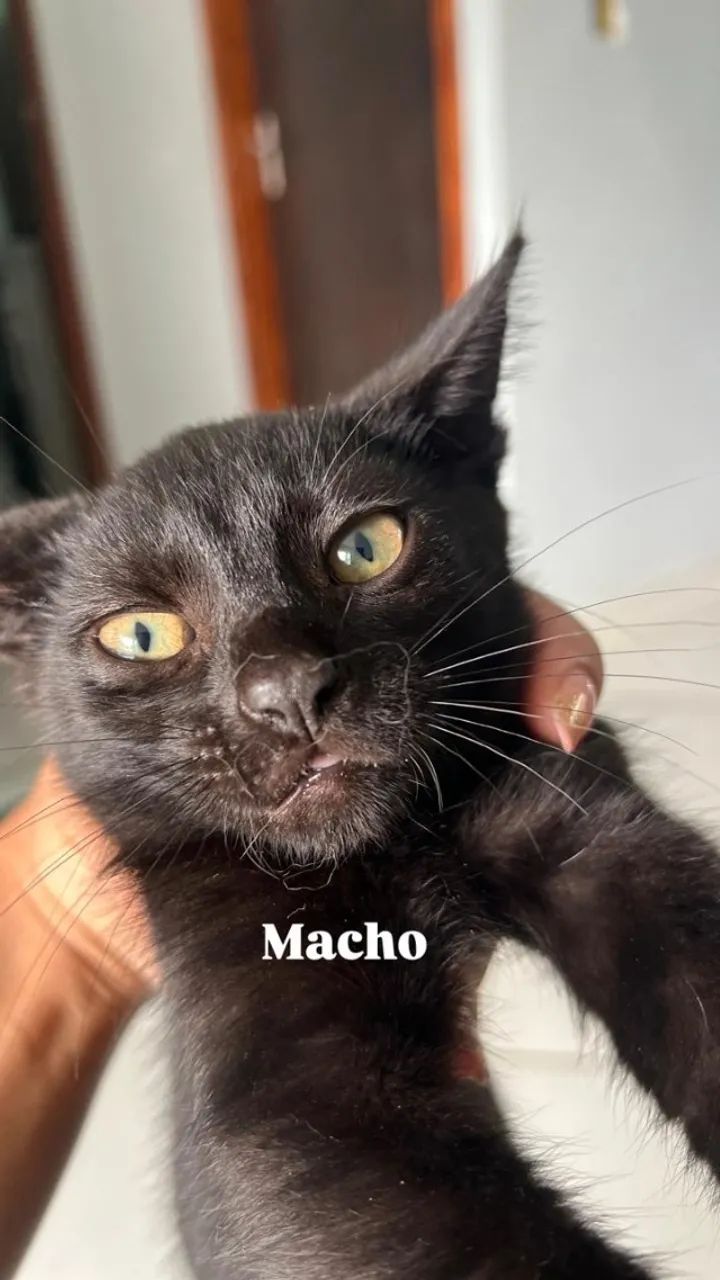Doação de filhotes de gatos. - Foto 4