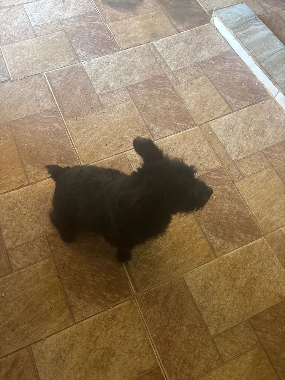 Cachorro 