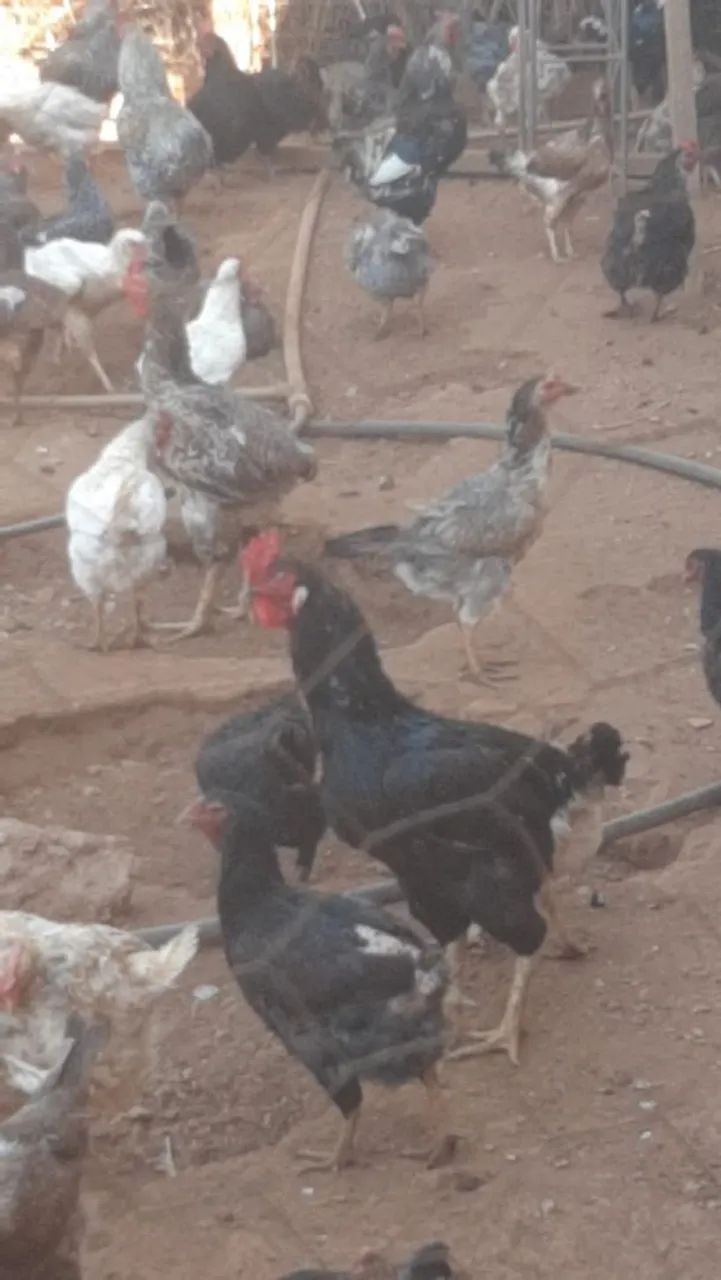Ovo Galado  - Foto 4