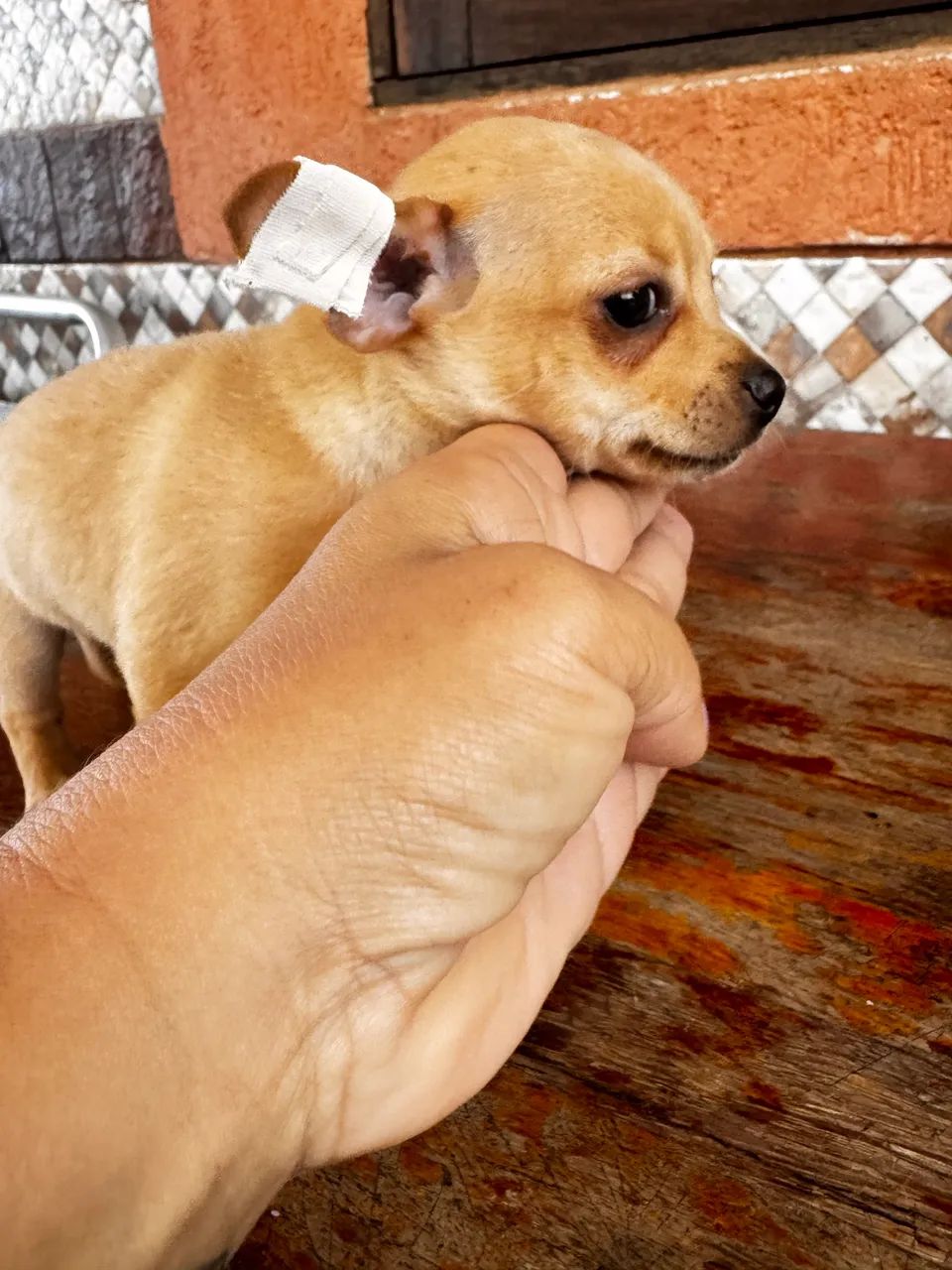 Macho Chihuahua 