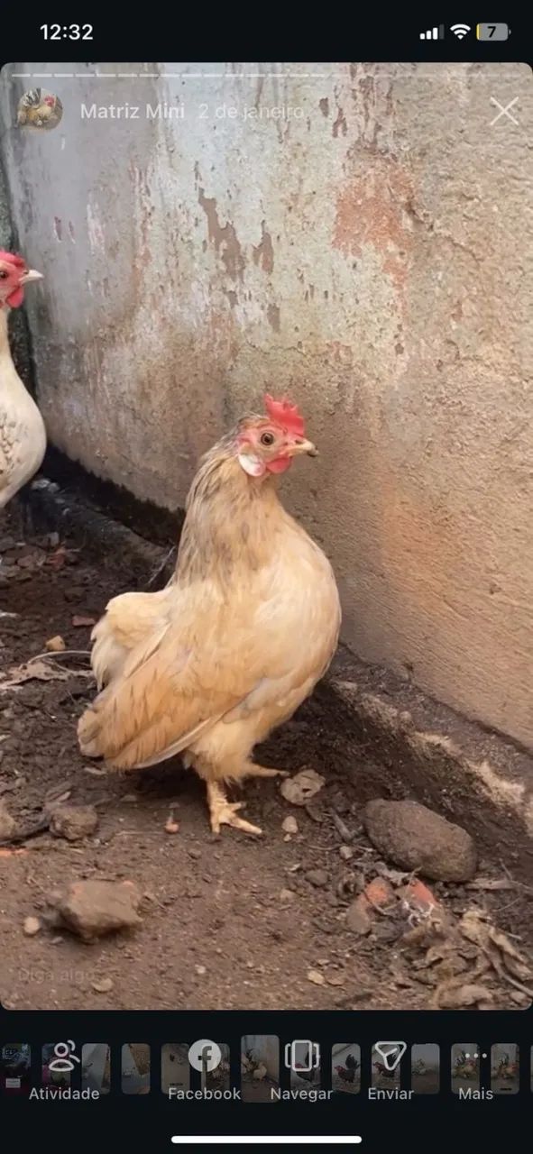 Pintinhos de Mini Galinhas / Garnisé - Genética Top e Saudáveis - Foto 2