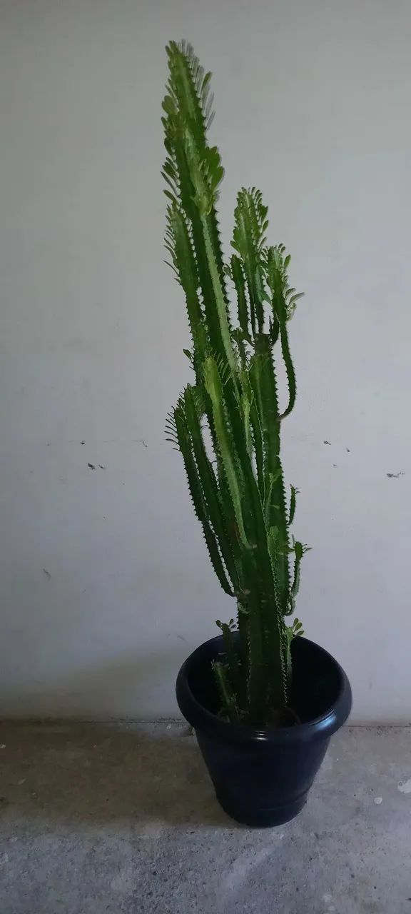 Cacto Candelabro  - Foto 2