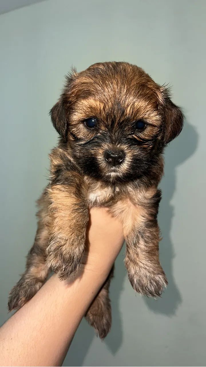 Lhasa apso - Foto 4