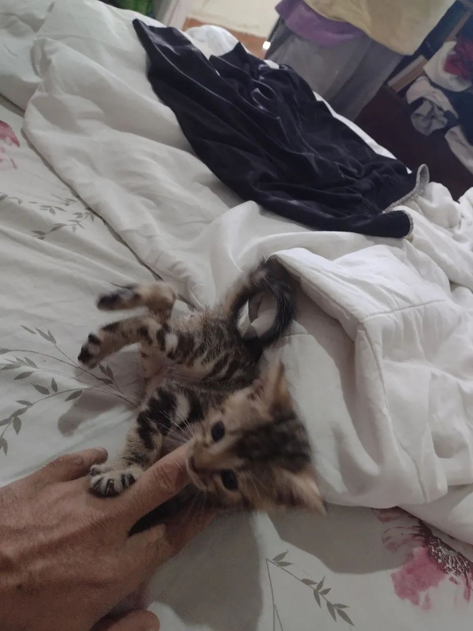 Doação de gatinhos macho e fêmea ZAP * - Foto 4