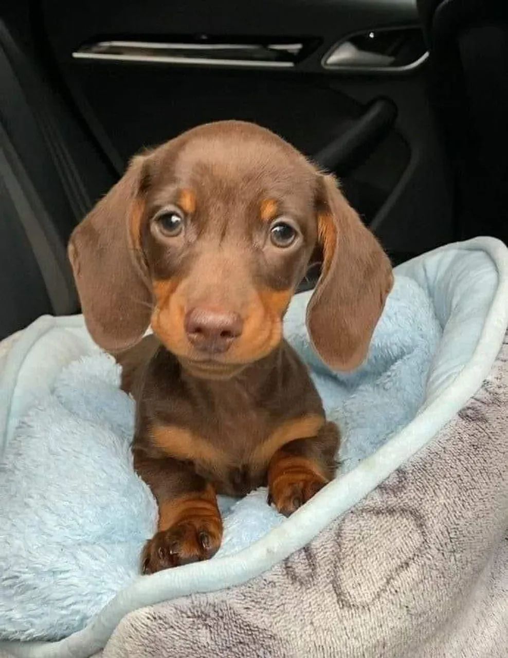 Filhote de Daschund disponível 