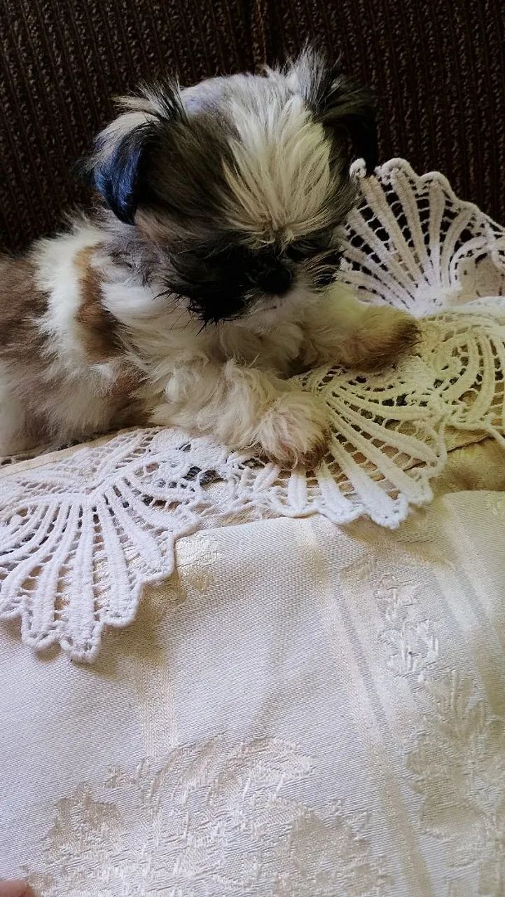 Shitzu fêmea micrinha 