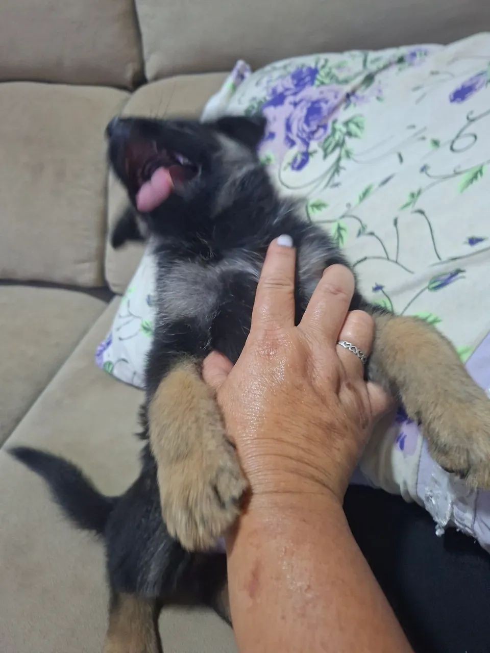 CACHORROS  - Foto 3