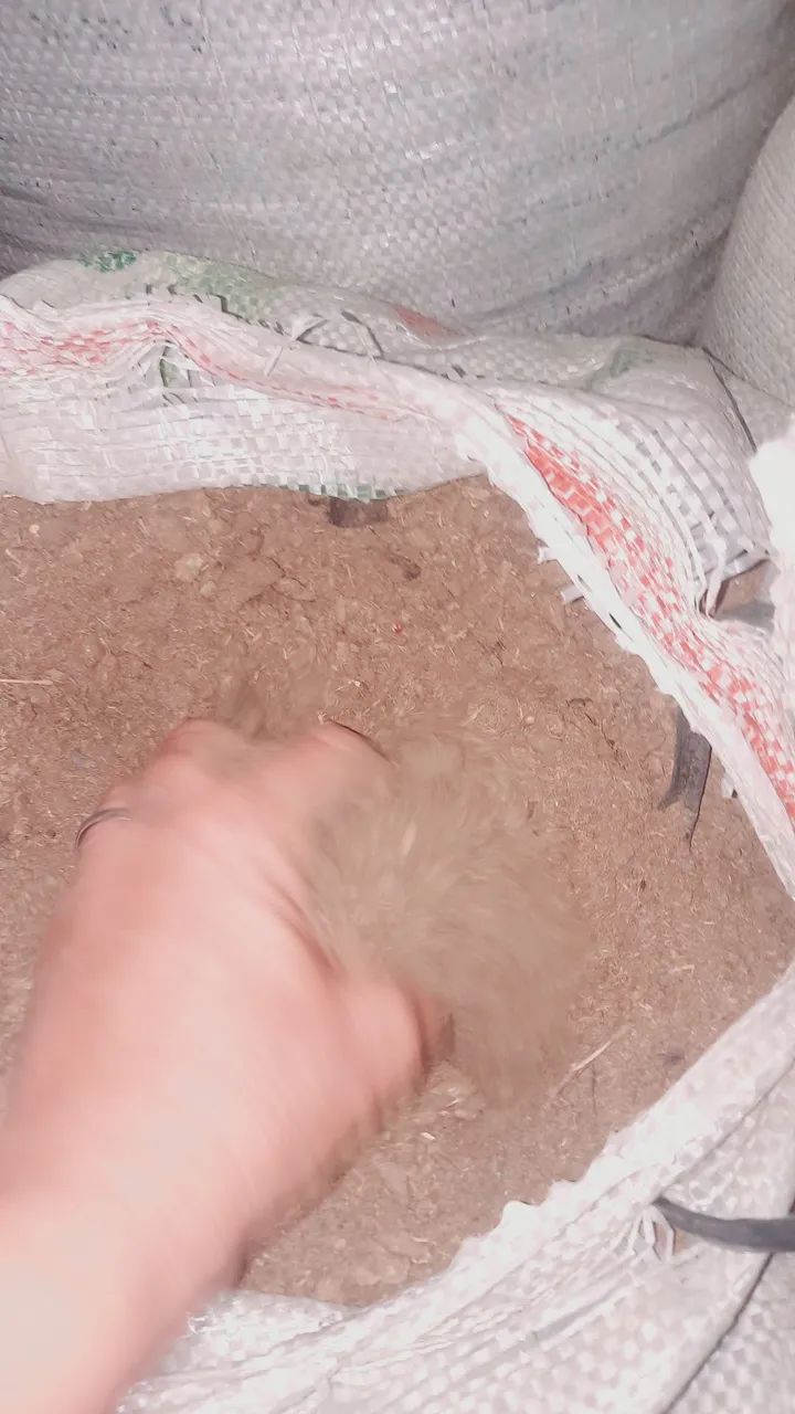 Vende-se estrume de gado. - Foto 5