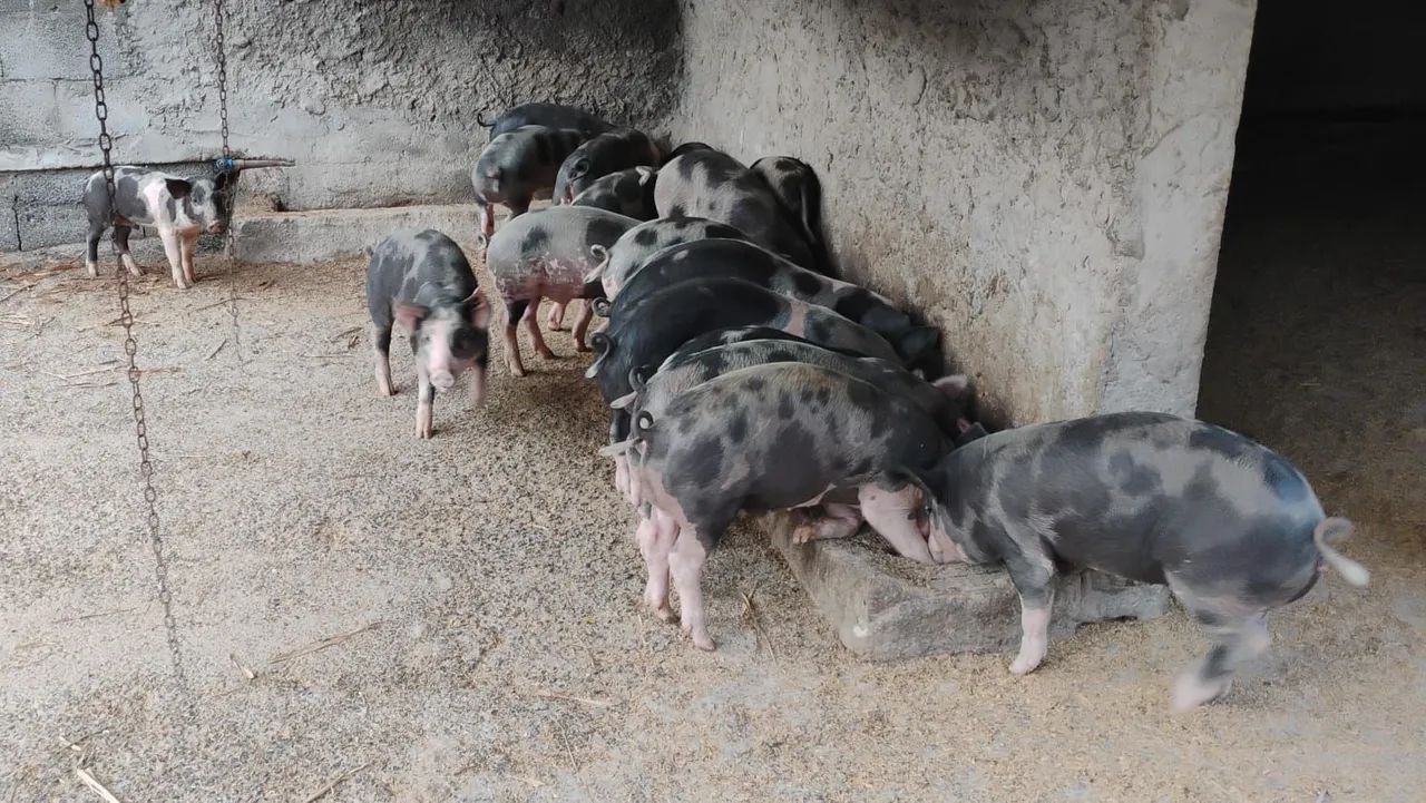 Leitoas Caipiras