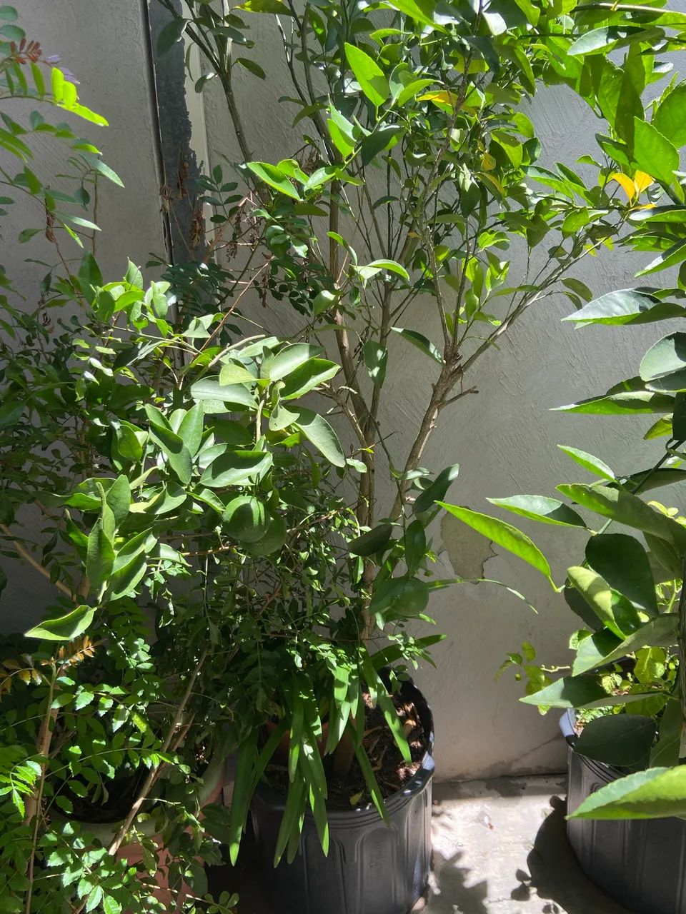 Árvore frutífera  - Foto 5