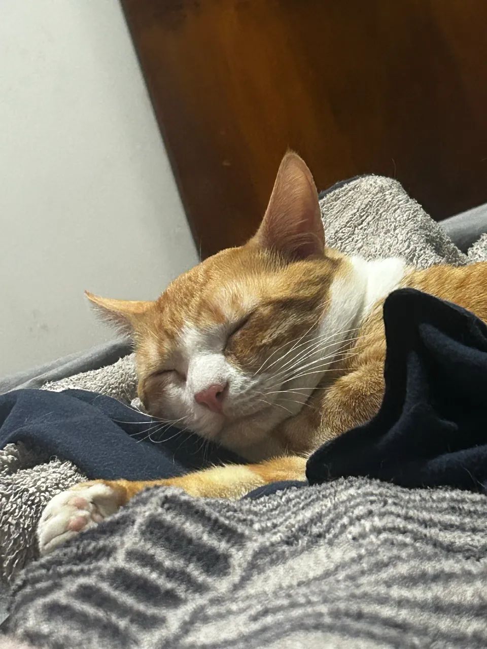 GATO LARANJA - Foto 5