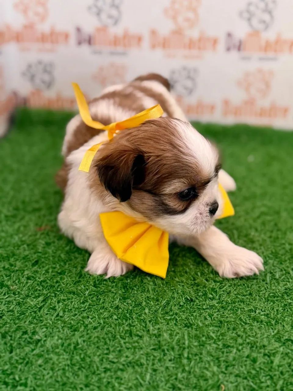 Shih-tzu Macho  - Foto 3