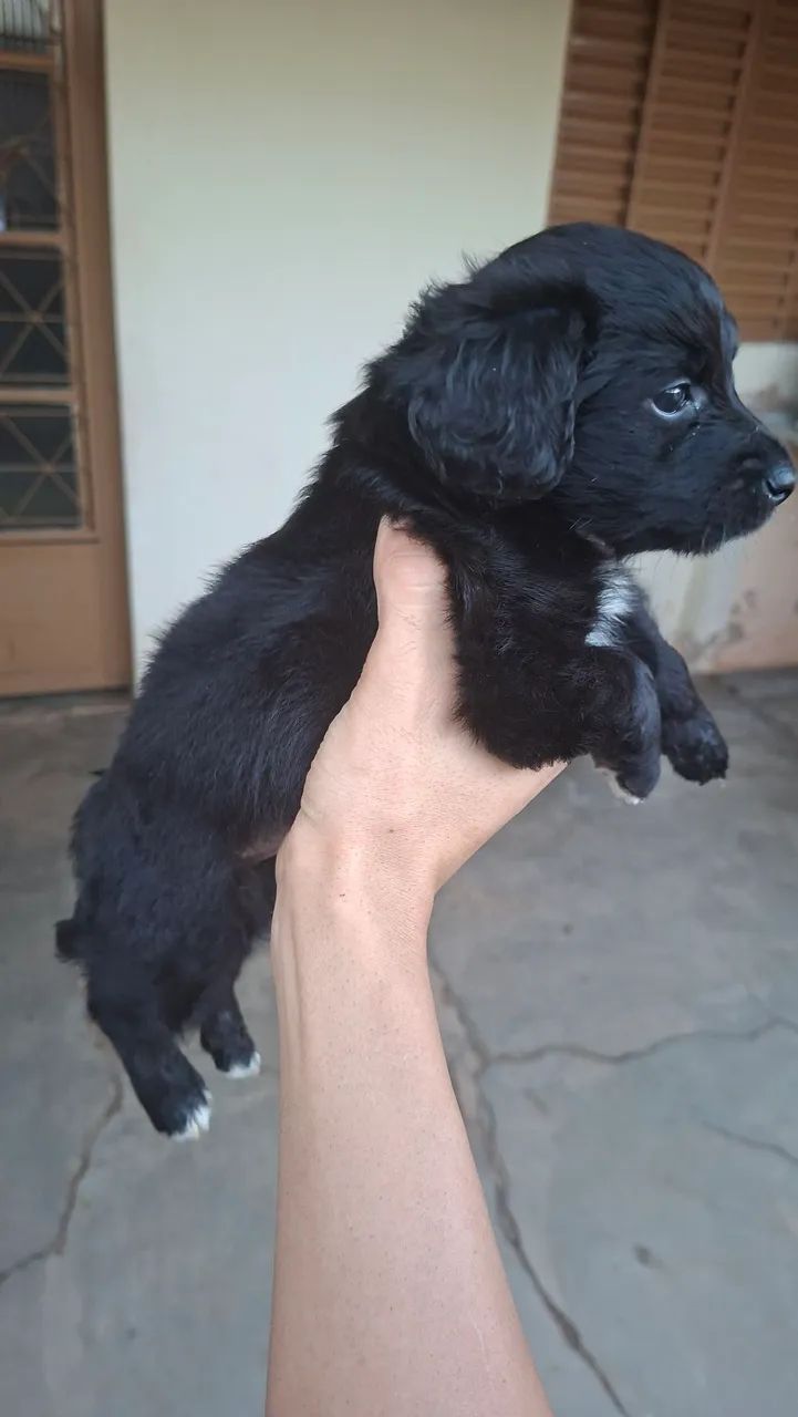 Doação de cachorrinho - Foto 4