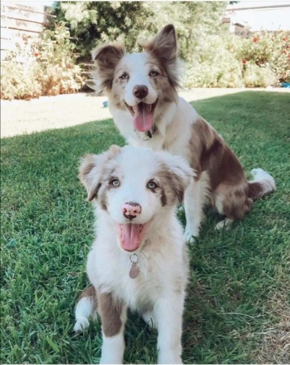borde collies temos chocolate e blue merle