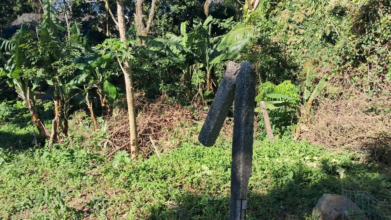 Mudas de bananeira