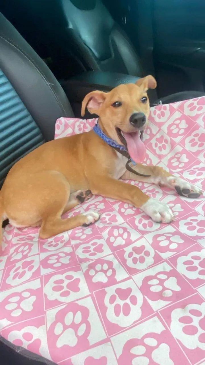 Cachorro aproximadamente 6 meses para adoção  - Foto 2