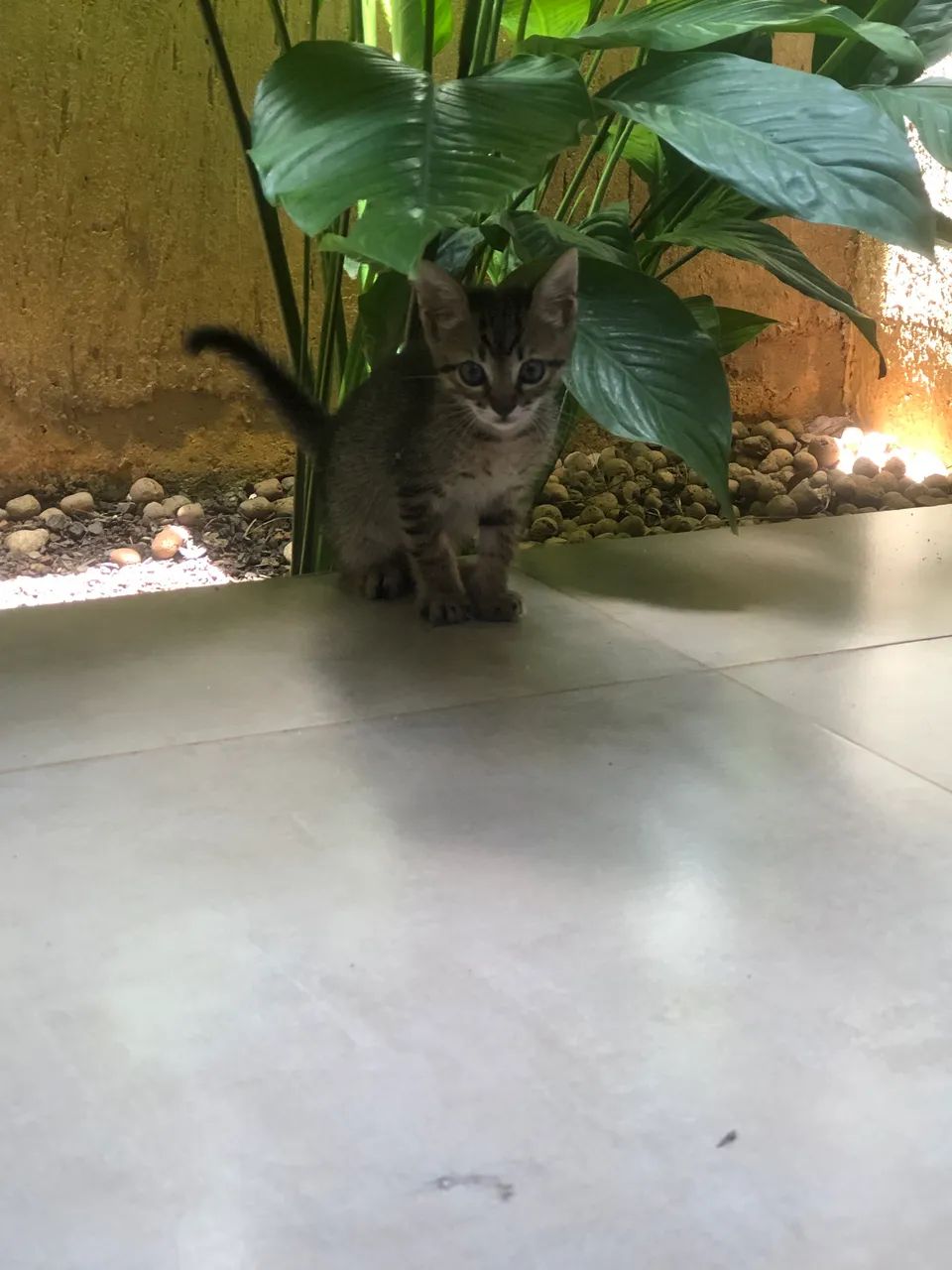 Doação de gatinhos - Foto 5