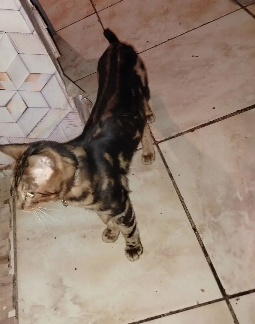 Gato bengal.. - Foto 3